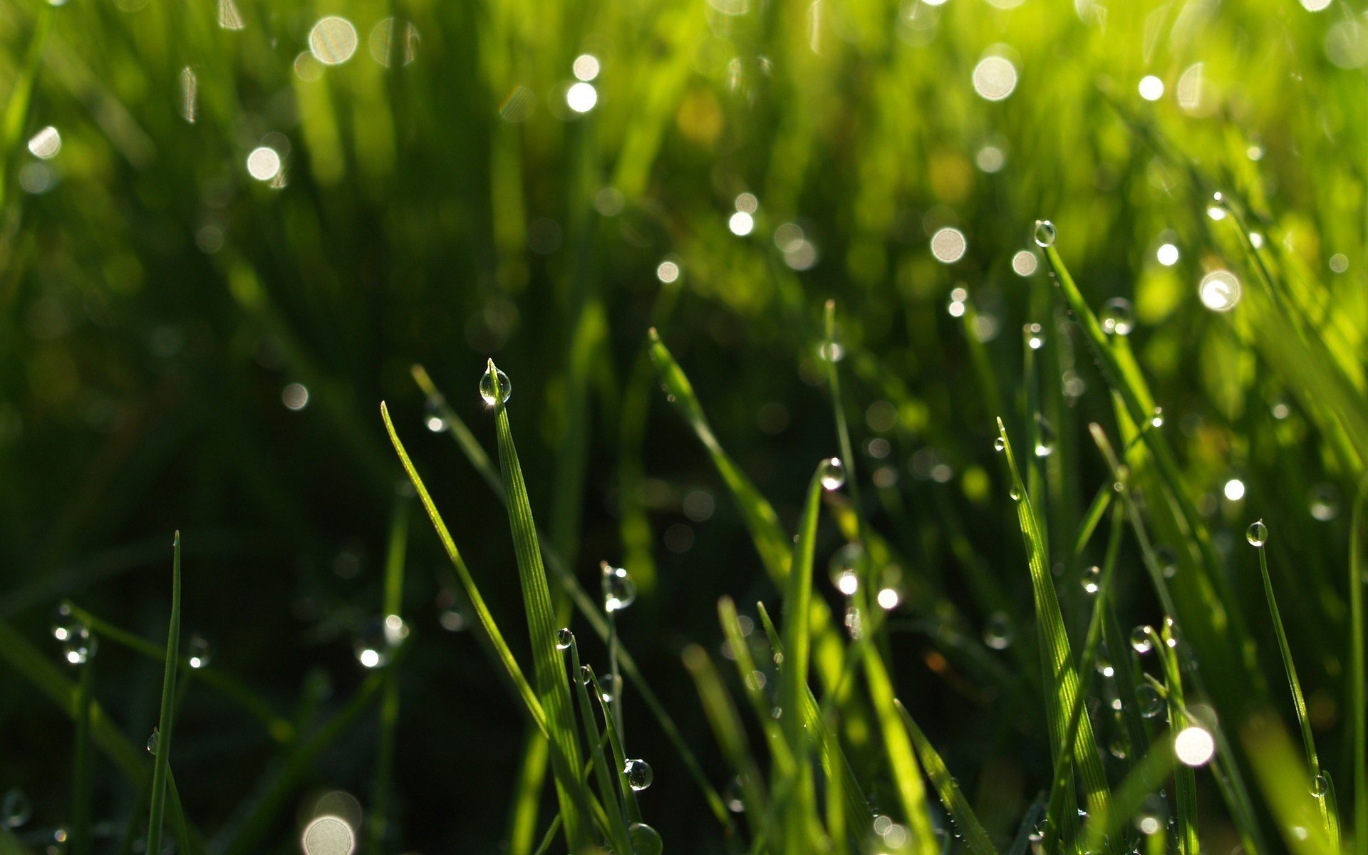 makro gras grün natur tau wasser tropfen tropfen grün makro hintergrund tapete widescreen vollbild widescreen widescreen