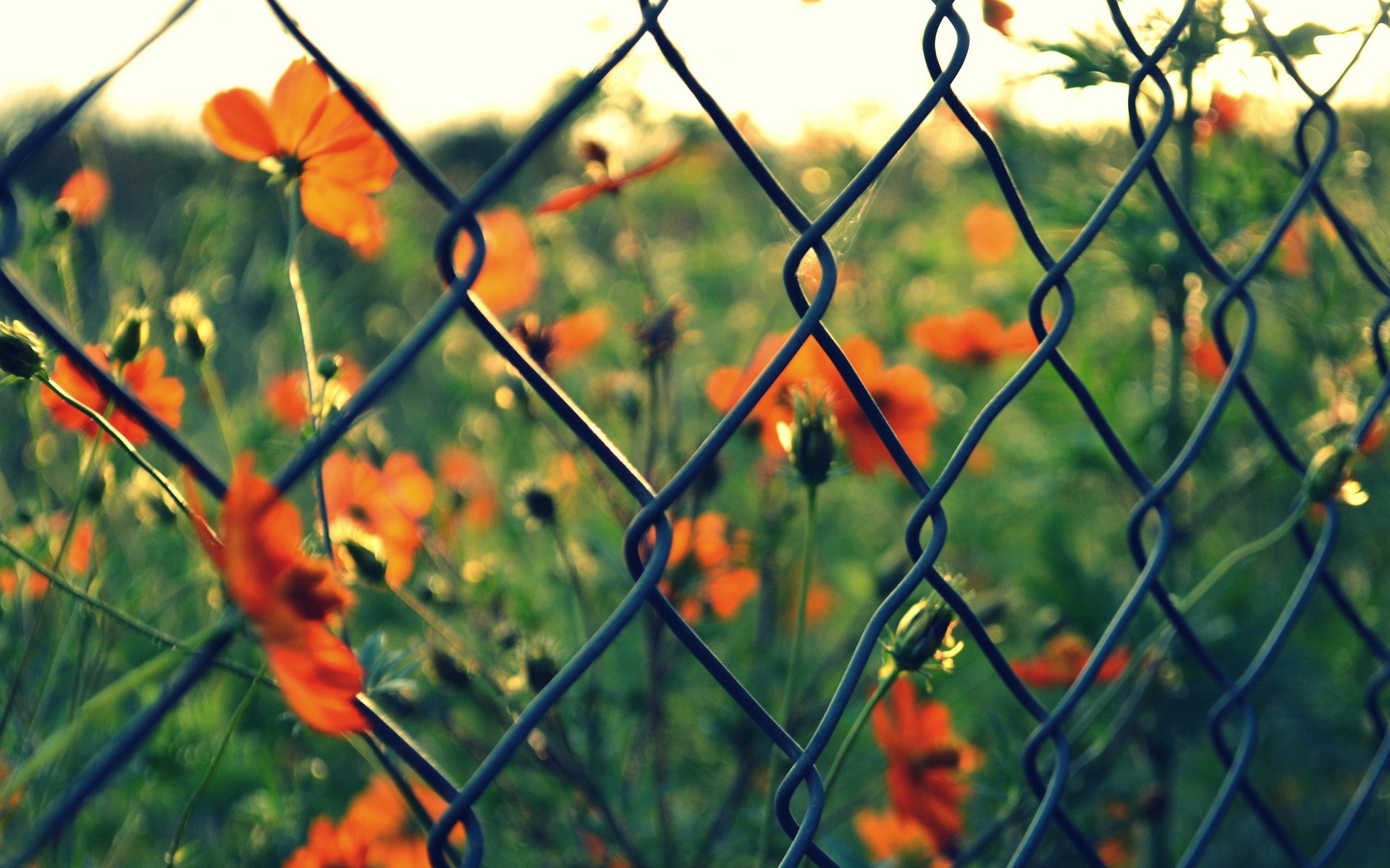 macro griglia recinzione fiori fiori rosso verde sfocatura sfondo carta da parati widescreen schermo intero widescreen widescreen