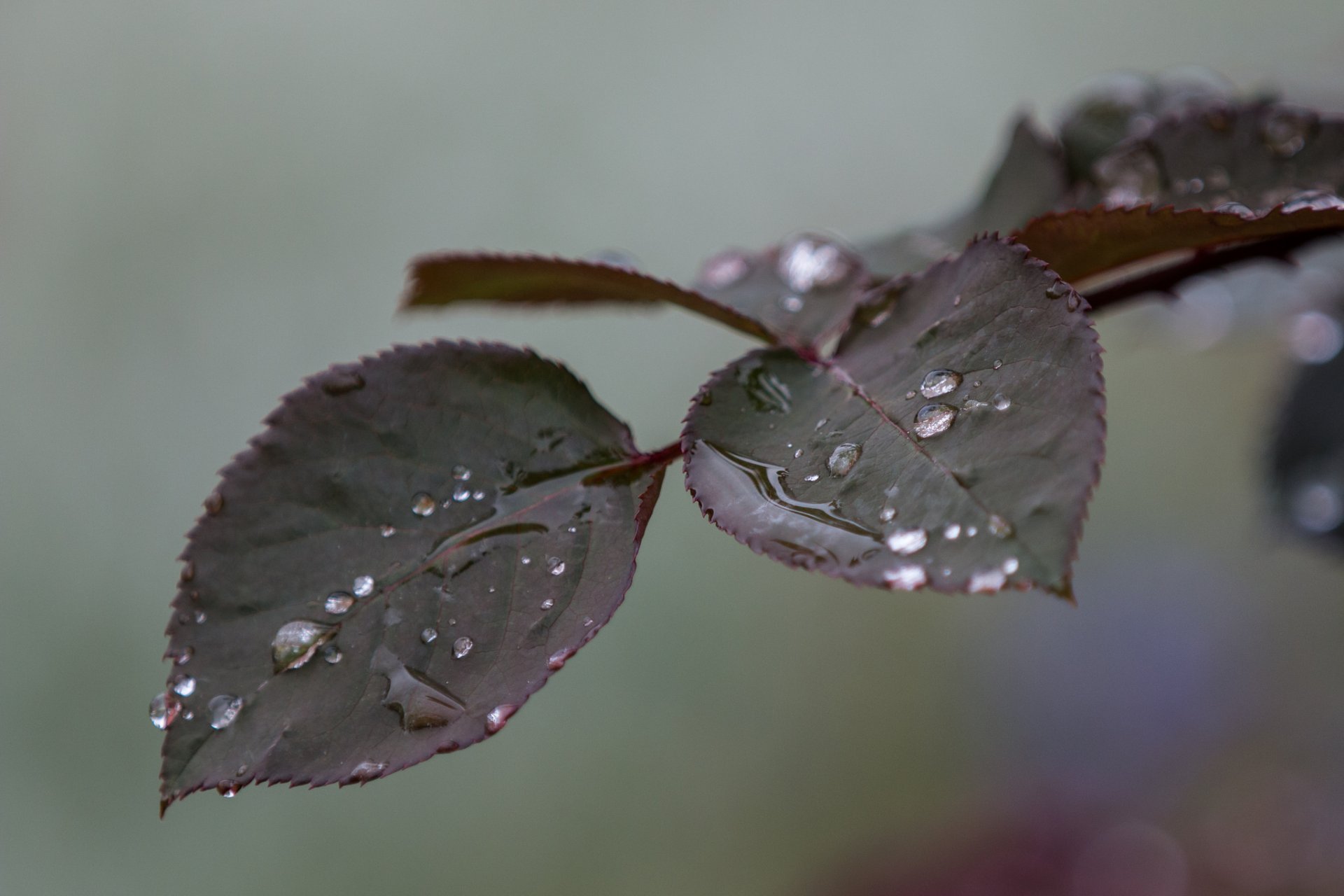 rama hojas macro gotas agua