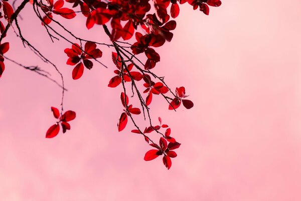 Ramo di un albero su sfondo rosa