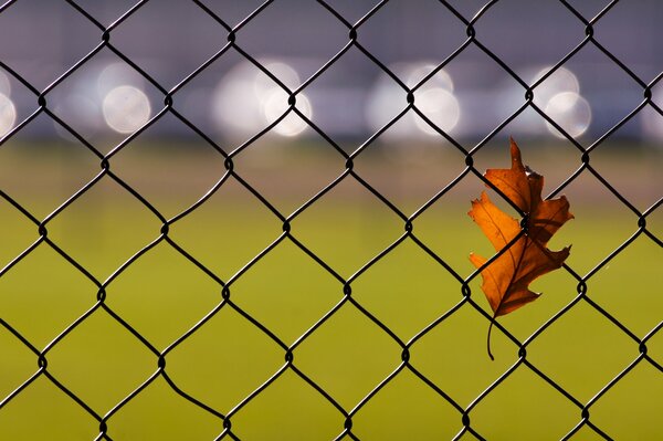 Autumn oak leaf in the fence net