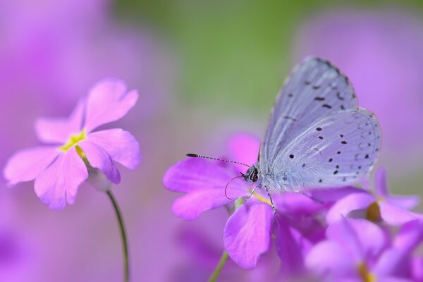 Schöner Schmetterling auf rosa Blüten