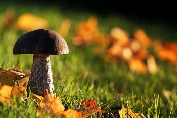 Hongo con follaje de otoño sobre un fondo borroso