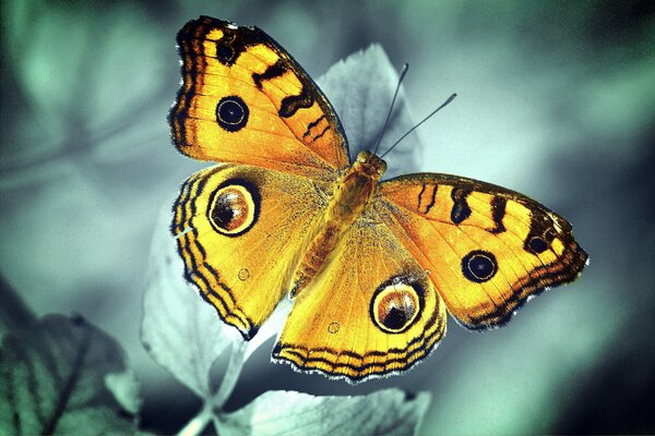 Papillon machaon assis sur une feuille