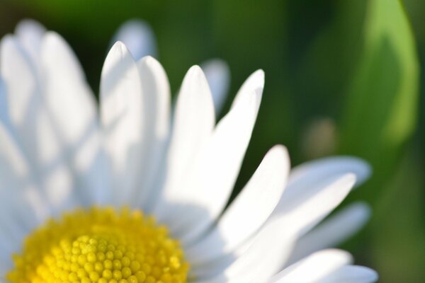 Fiore bianco Margherita grande estate