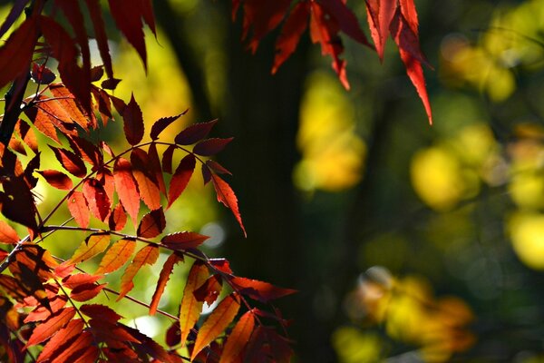 Red leaves are harbingers of autumn