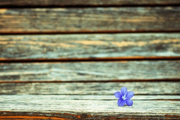 Lila kleine Blume Widescreen , Vollbild-Hintergrund kam heraus