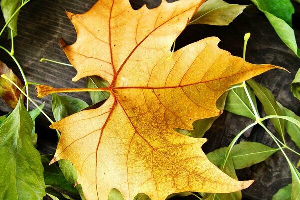 Hoja de otoño hoja de ekeban