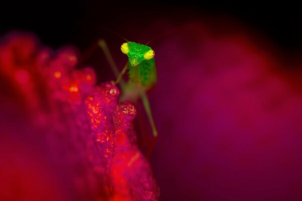 A green insect on a red flower