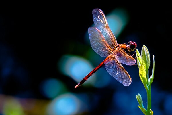 Libellule rouge sur les feuilles de la plante