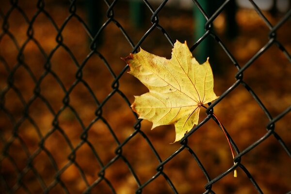 Feuille d érable jaune en maille de clôture