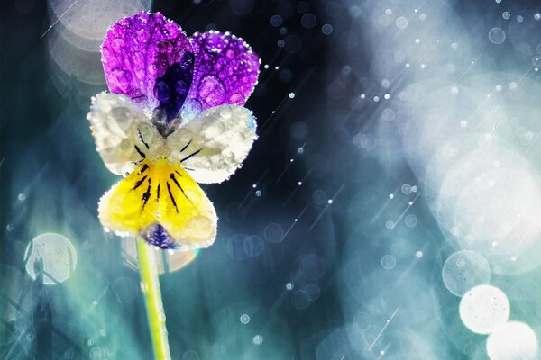 Gros plan de tir d une fleur de Pensée dans les gouttes de pluie