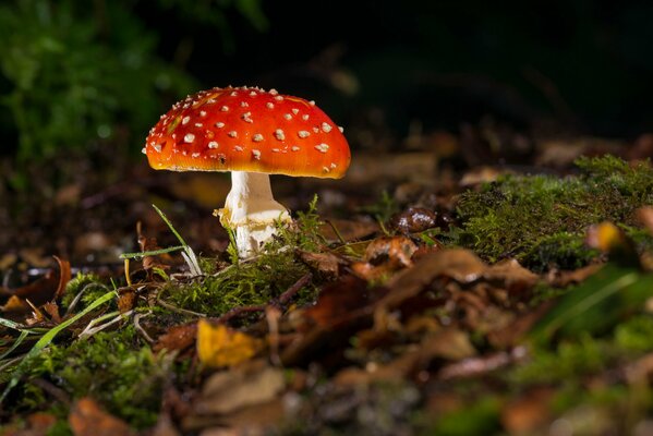 Amanita, hojas caídas, cerca