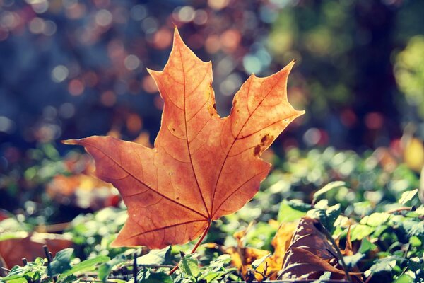 Belle feuille d érable. Un bel automne