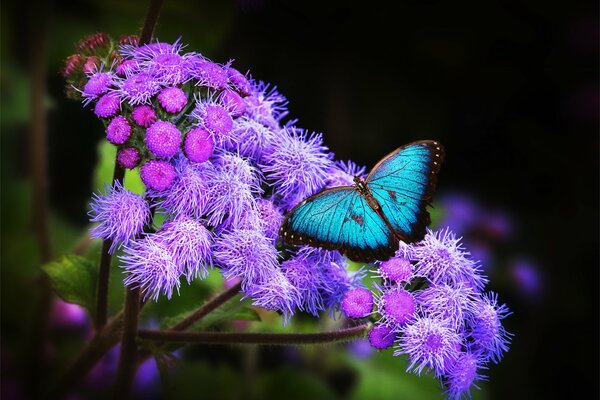 Photo exotique de papillon sur les fleurs. Papillon bleu et fleurs violettes