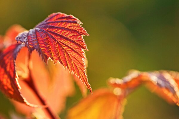 Hojas de frambuesa de otoño en el sol