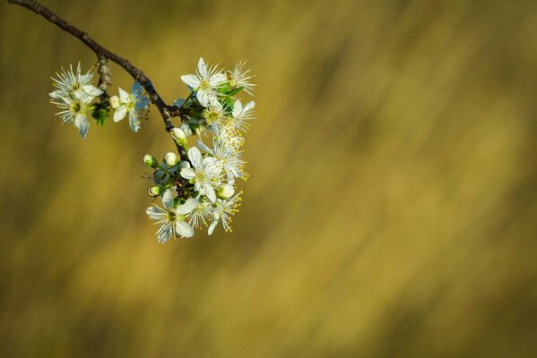 Bourgeons de fleurs sur une branche de signe de printemps