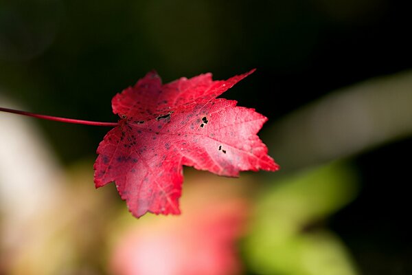 Maple leaf shows autumn