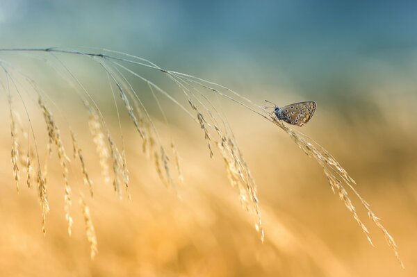 A moth on a blade of grass the last days