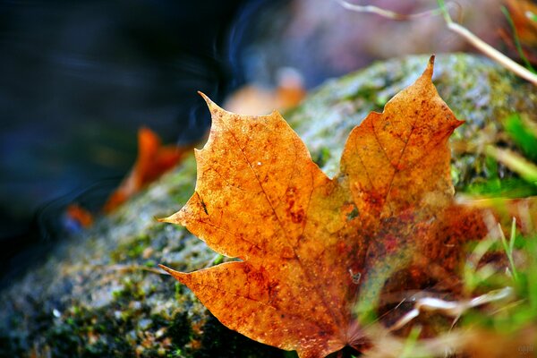 Yellow autumn leaf close-up