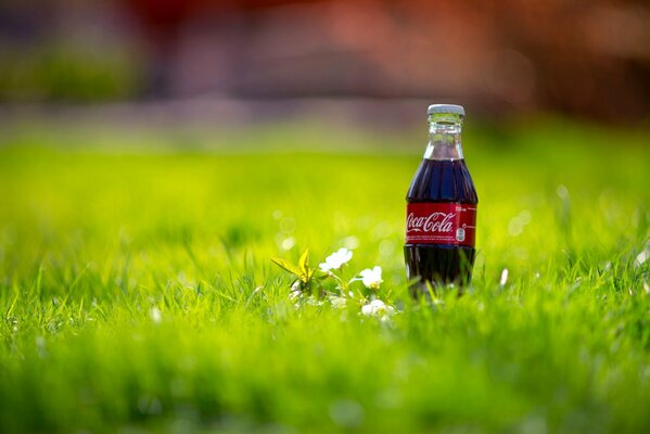 Coca-Cola in the spring grass