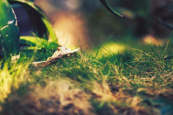 Photos of grass, greenery near