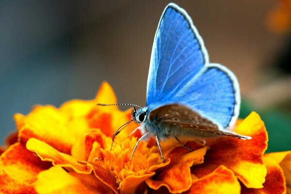 Yellow flower with butterfly