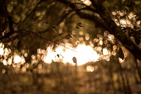 Sfocatura in stile bokeh