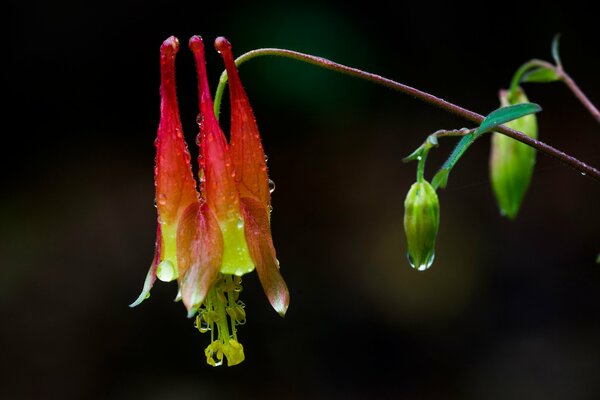 Fiore sul gambo in gocce di rugiada