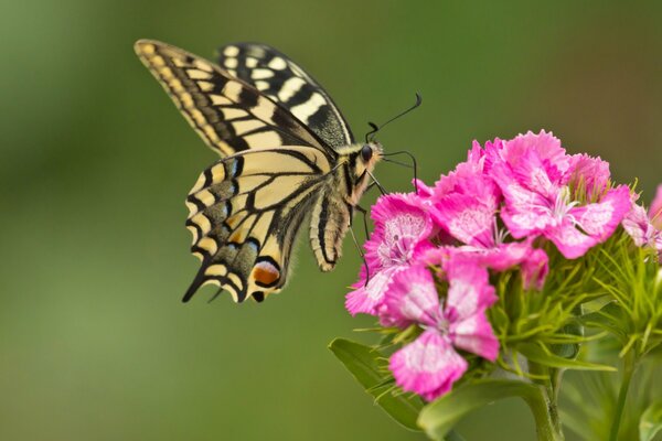 Fotografia makro. Motyl na goździku