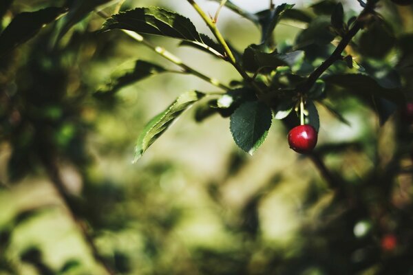 Cereza en una ramita con hojas verdes brillantes