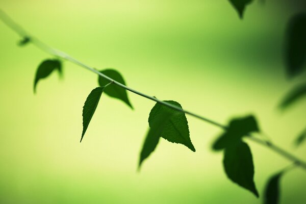 Green leaves close-up on a blurry background