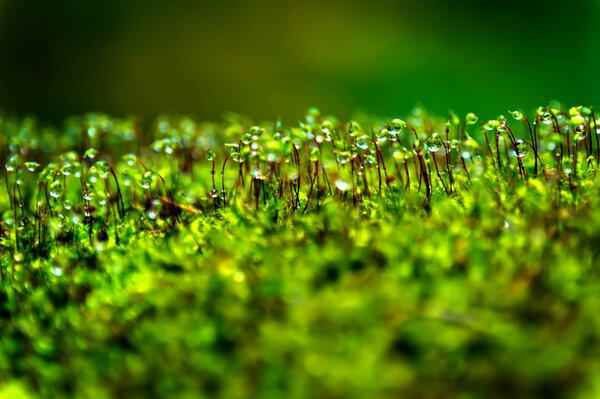 Bokeh Tautropfen auf Moos