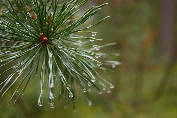 Branche de pin avec une pomme de pin après la pluie