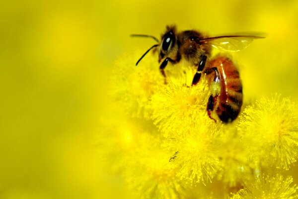 A bee is sitting on a bright yellow dandelion