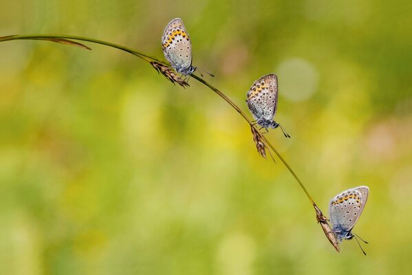 Papillons en été sur un brin d herbe