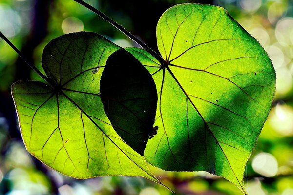 Grüne Blätter eines Baumes in der Sonne