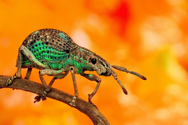 A beetle with antennae sits on a branch