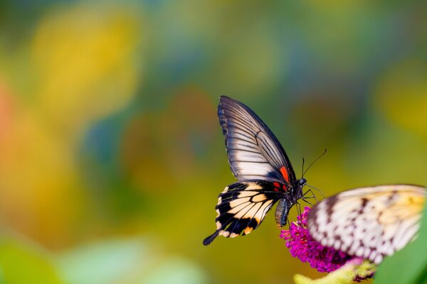 Mariposa sobre fondo de flor rosa