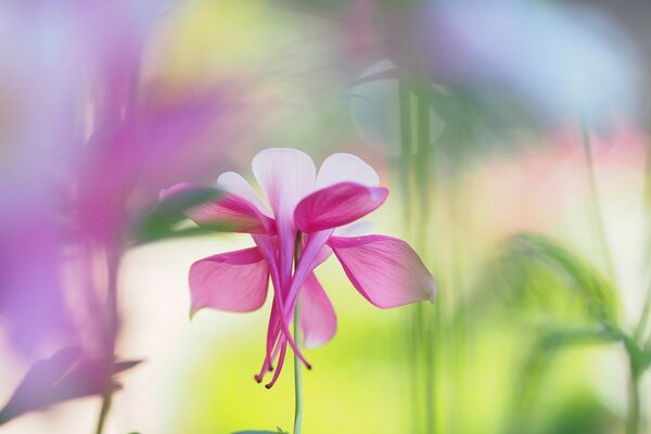 White-pink aquilegia flower on a blurry background