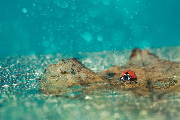 Coccinella sotto la pioggia con foglie