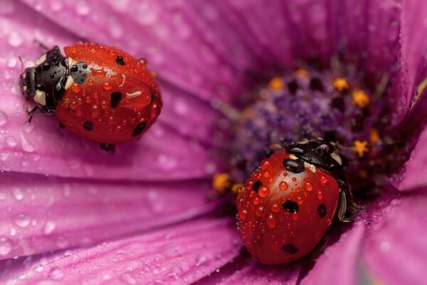 Coccinelles assis sur une fleur