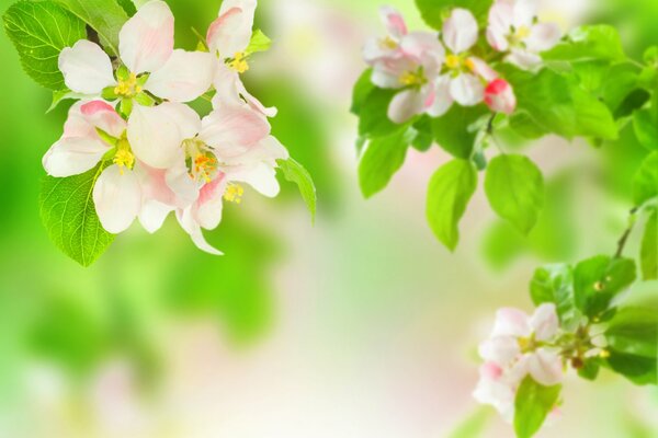 Blühende Apfelbaumblätter im Frühling