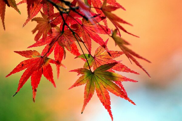 Hoja roja amarilla de otoño