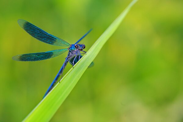 Libélula azul sentada en una hoja de hierba