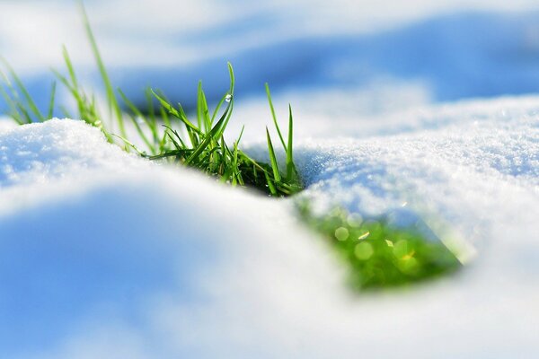 L herbe verte dans les congères de neige est incroyable