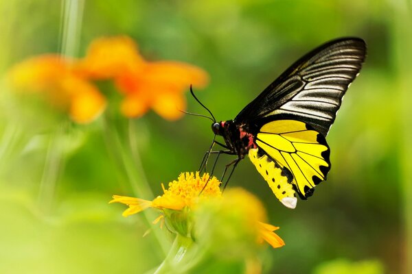 Yellow flower with yellow butterfly