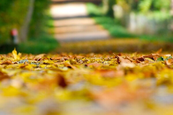 Papel pintado de otoño con hojas caídas