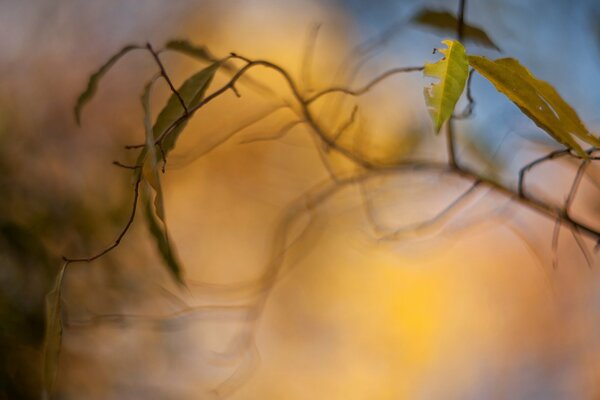 A blurred branch in autumn on a yellow background