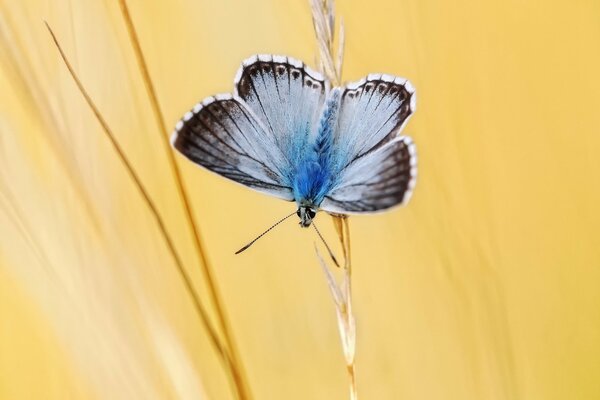 A small butterfly sits on a spikelet